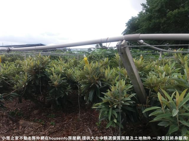 台中新社農地-8