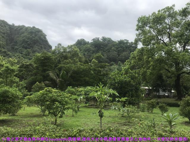 台中農地-3