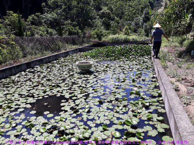 中寮山坡地-11