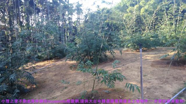 中寮山坡地-8