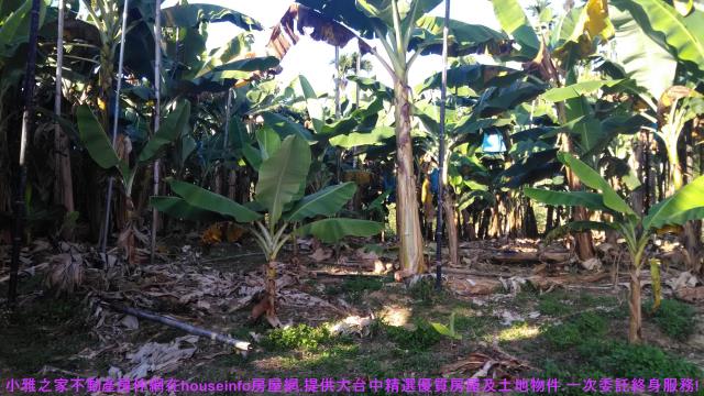 中寮山坡地-13