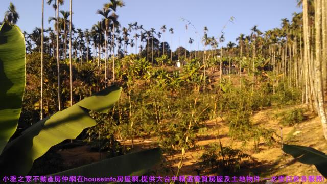 中寮山坡地-14
