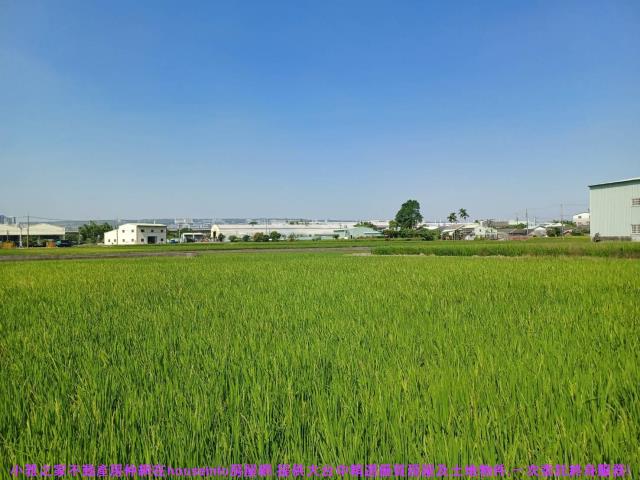 西屯農地-4