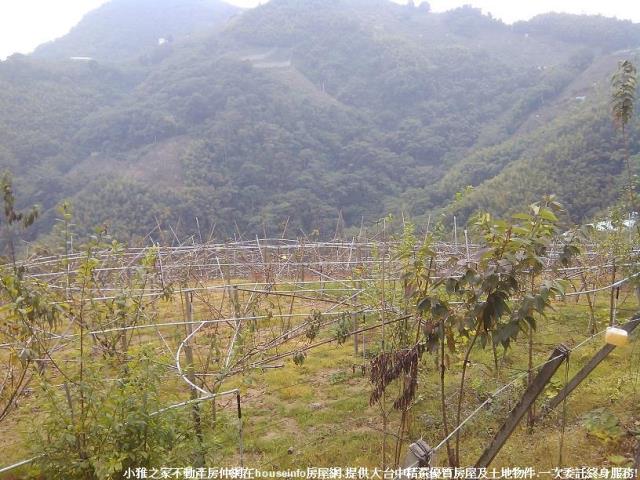 和平山坡地-4