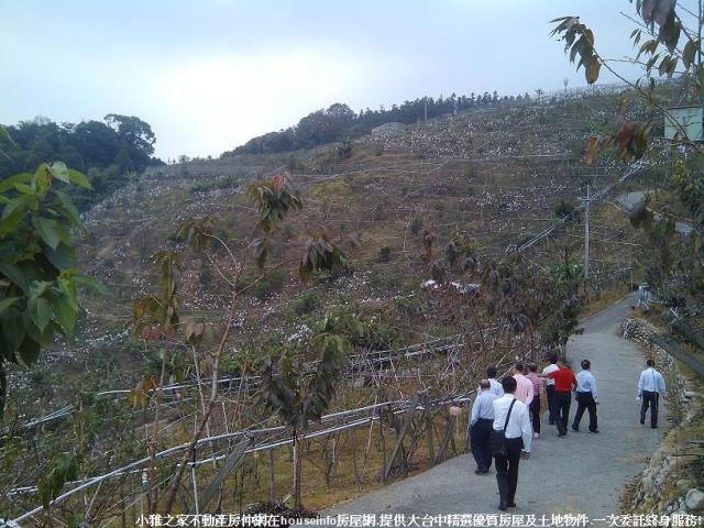 和平山坡地-0